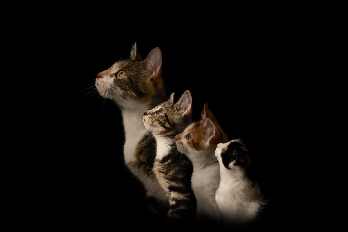 Kitten shoot