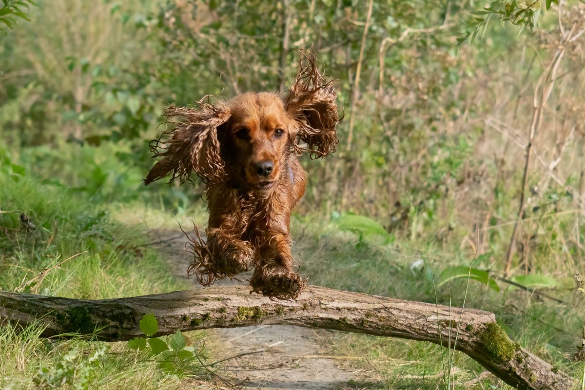HOND ANNITA & TESS