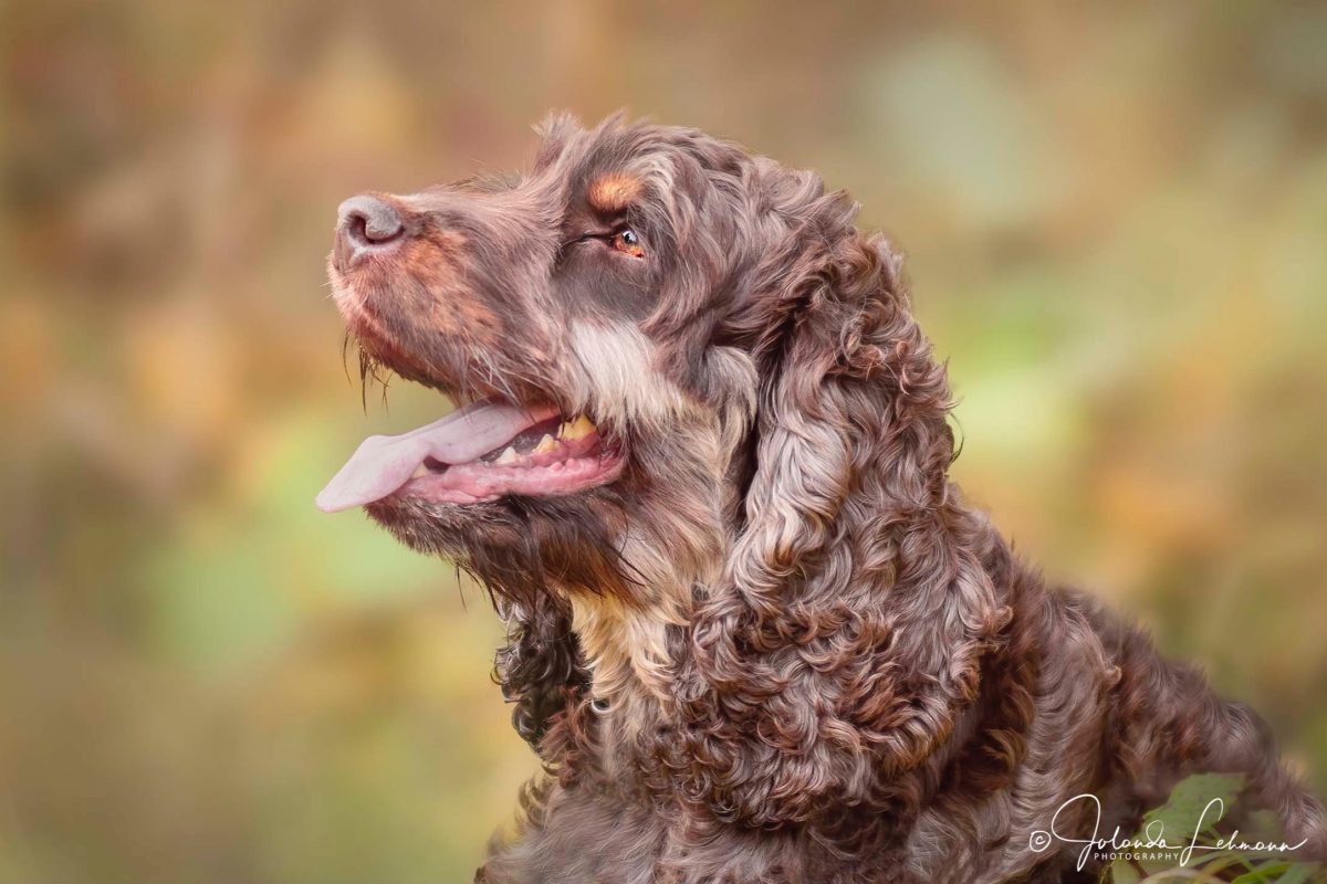 Oscar