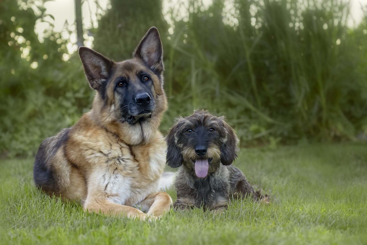 Job & Sascha