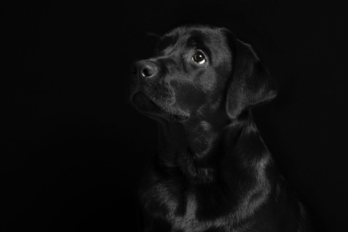 Sem Labrador