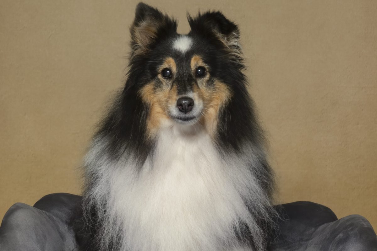 Shetland Sheepdog