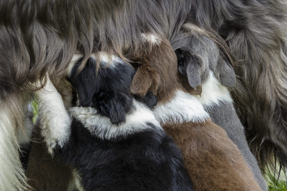 Puppy Border Collie